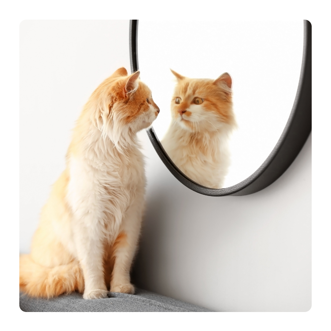 Scroll, Swipe, Repeat: How We Lose Attention in 10 Seconds