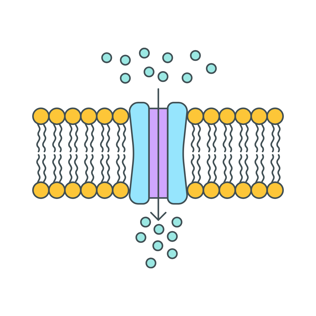 The Complete Mineral Absorption Guide