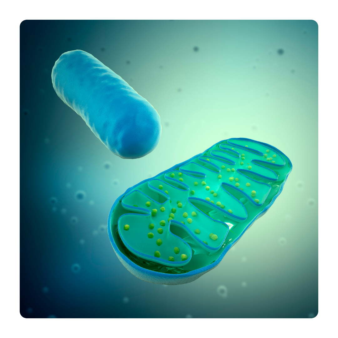 Understanding Mitochondria