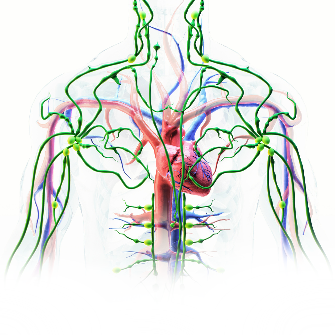 Why Is Your Lymphatic System So Important?