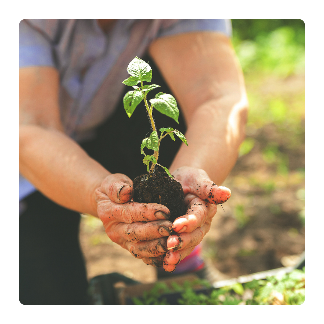 Why Food Nourished More Before